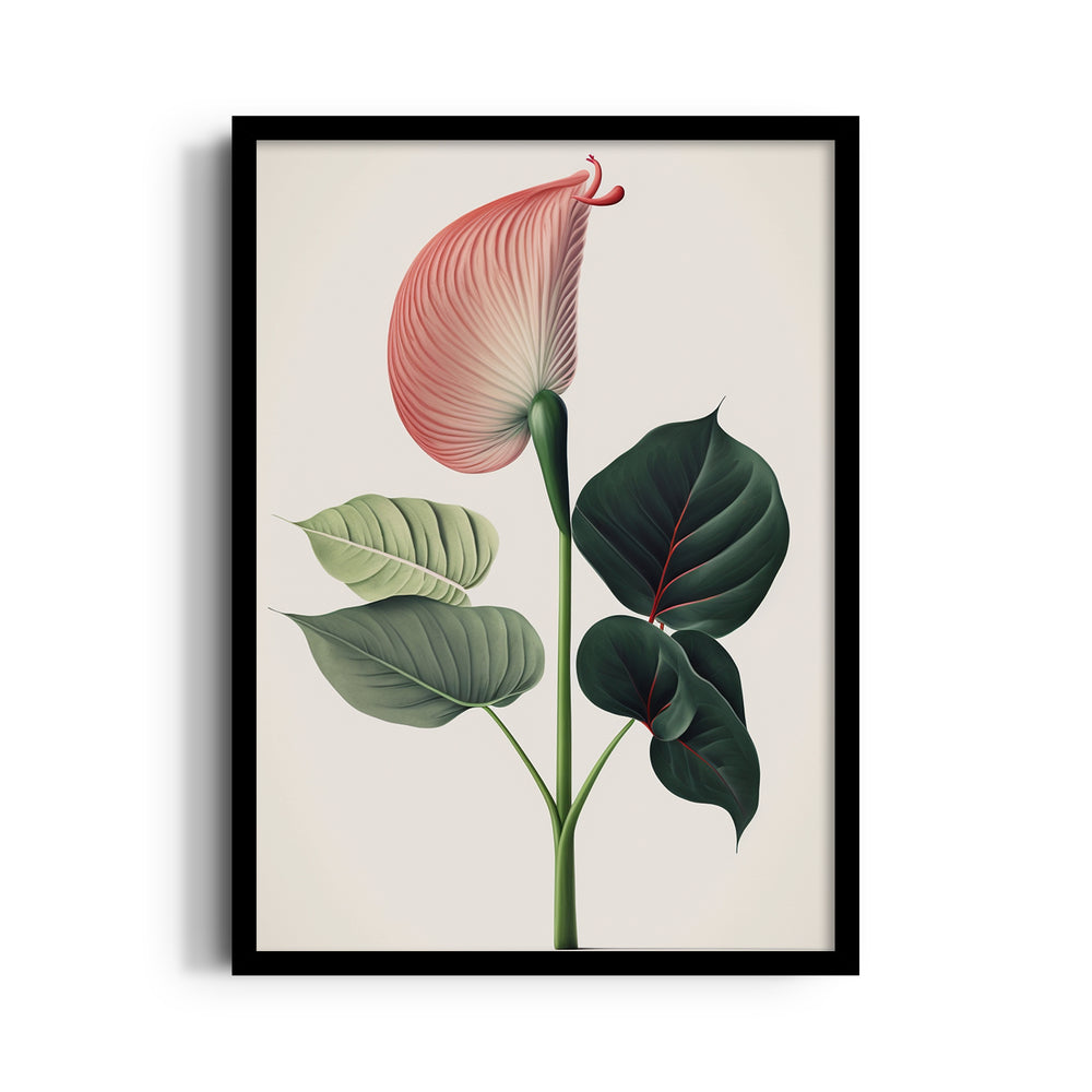 Blush Anthurium Grace - Botanical Wall Art