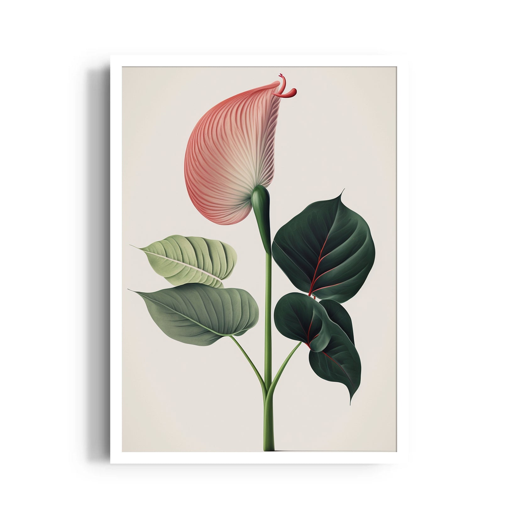 Blush Anthurium Grace - Botanical Wall Art