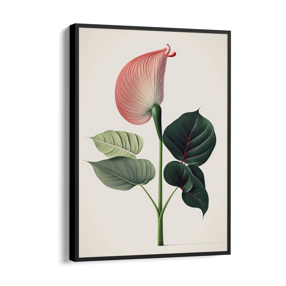 Blush Anthurium Grace - Botanical Wall Art