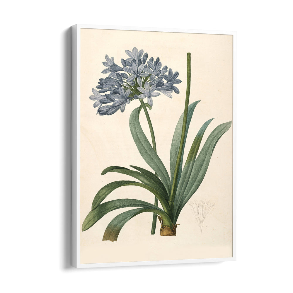 Celestial Blue Lily - Botanical Wall Art