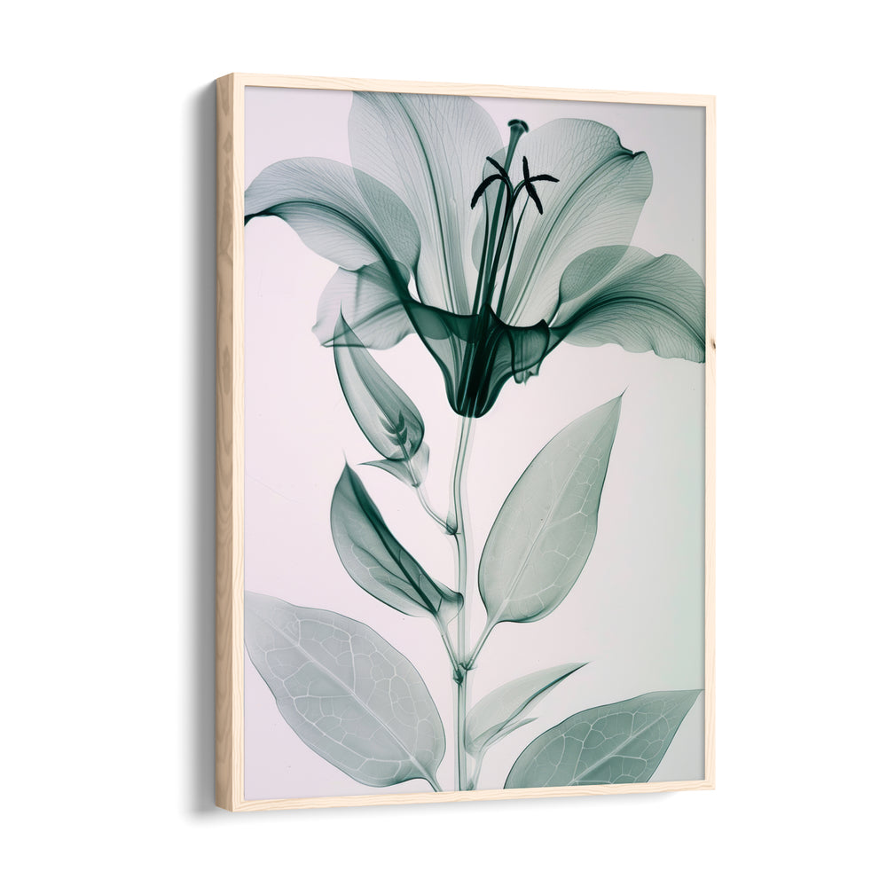 Ethereal Glass Lily - Botanical Wall Art - Pillow Fights