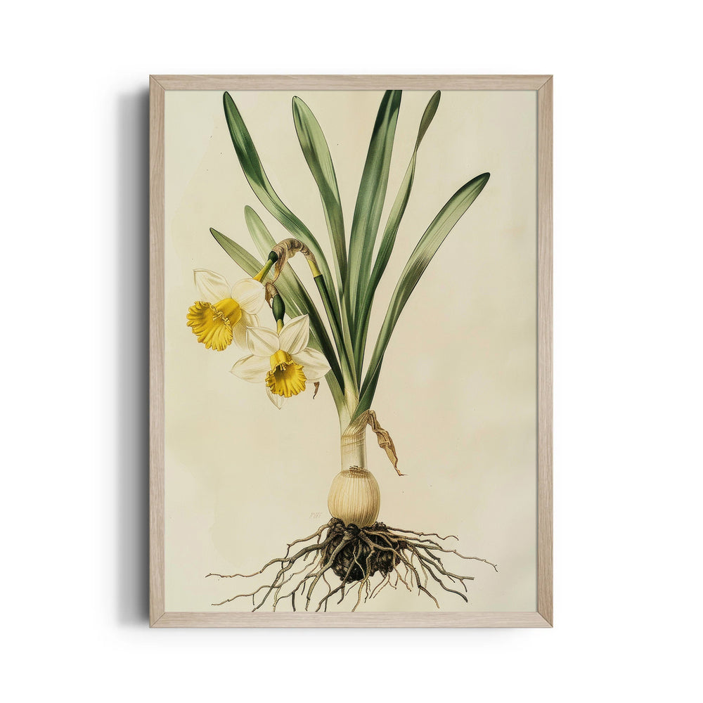 Golden Daffodil Heritage - Botanical Wall Art
