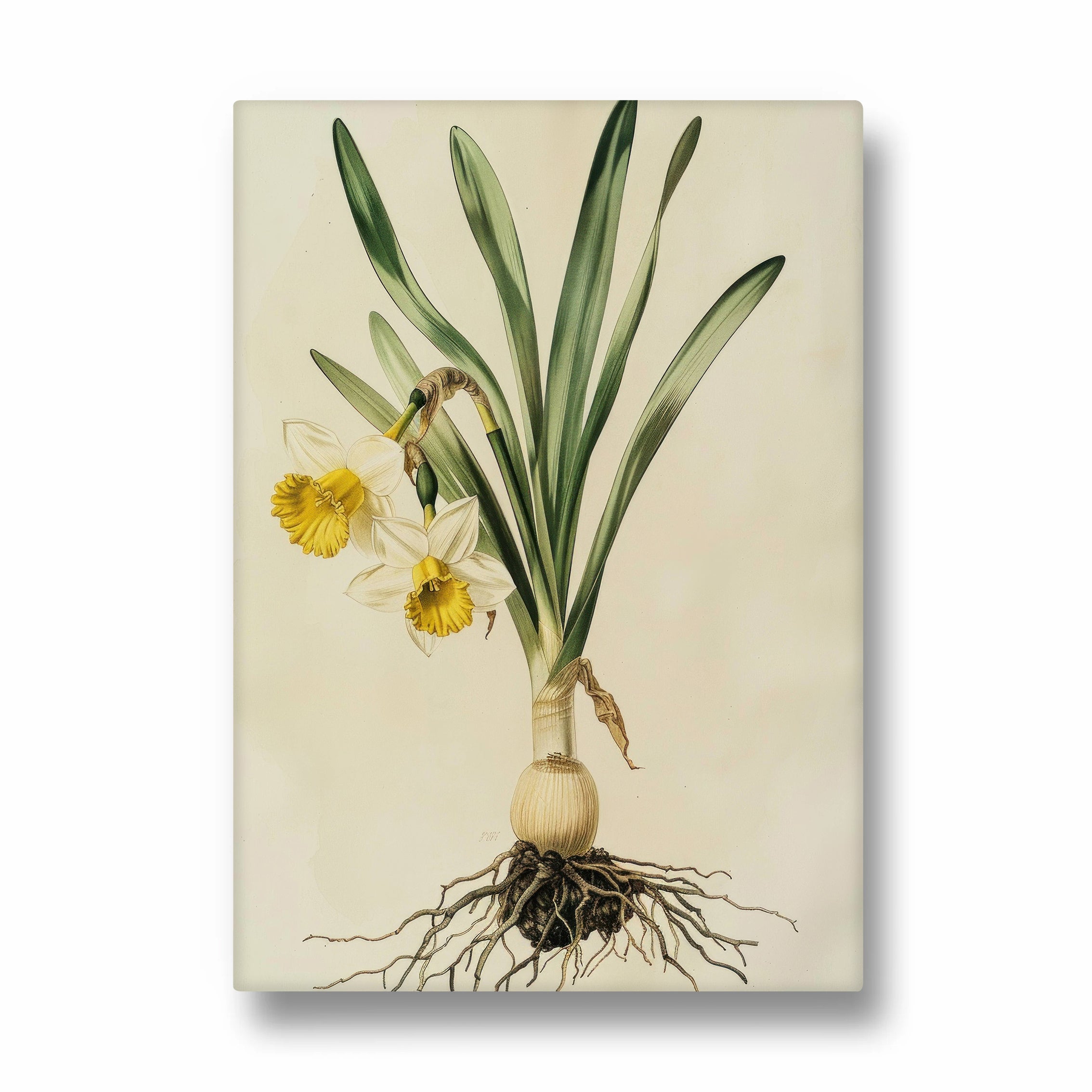 Golden Daffodil Heritage - Botanical Wall Art