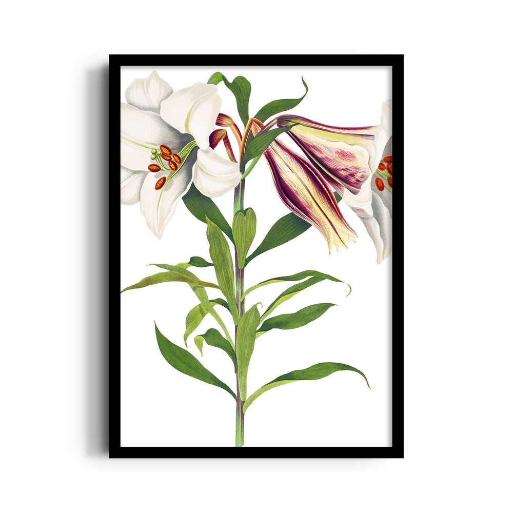 Ivory Tiger Lily - Botanical Wall Art - Pillow Fights