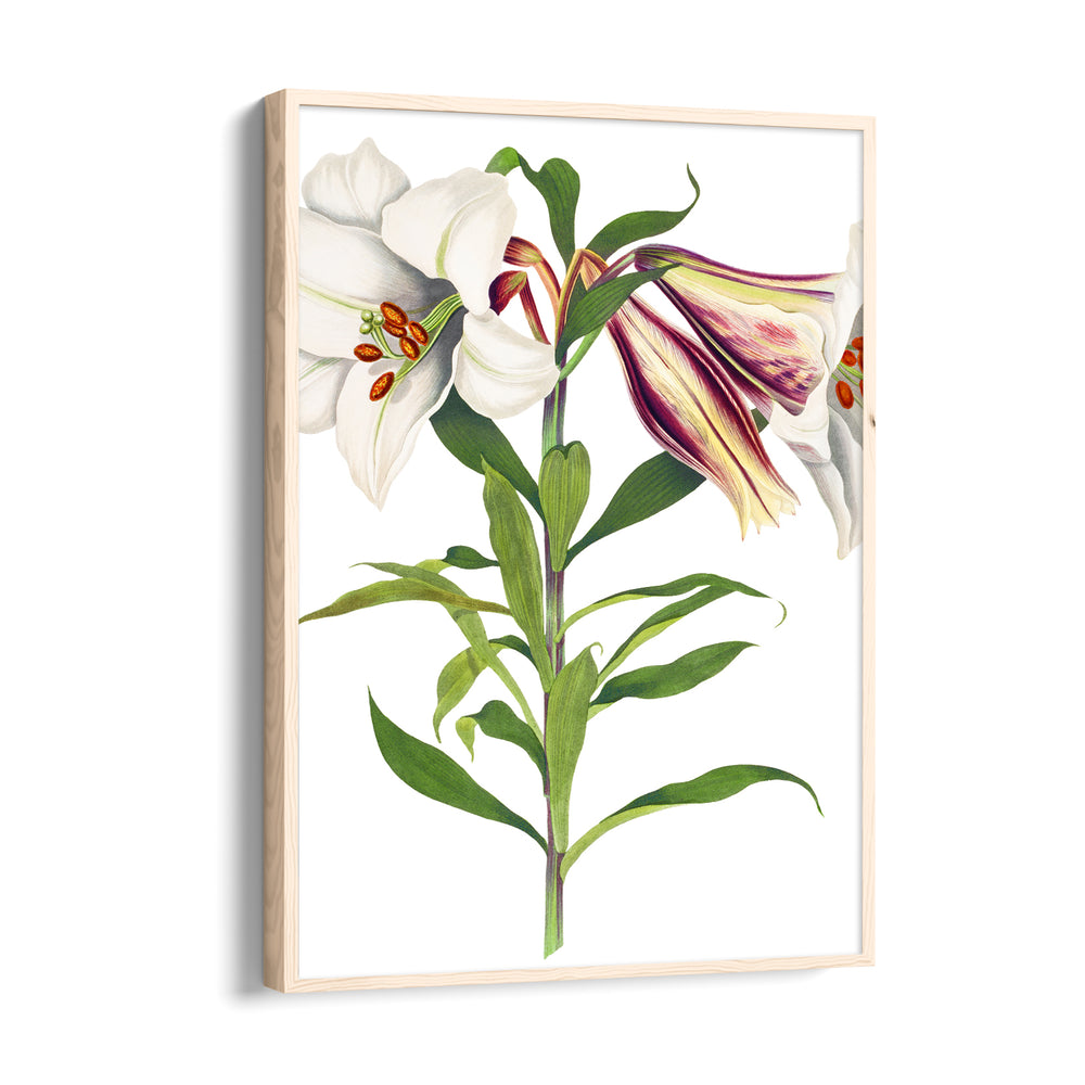 Ivory Tiger Lily - Botanical Wall Art - Pillow Fights