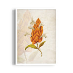 Amber Torch Blossom - Botanical Wall Art