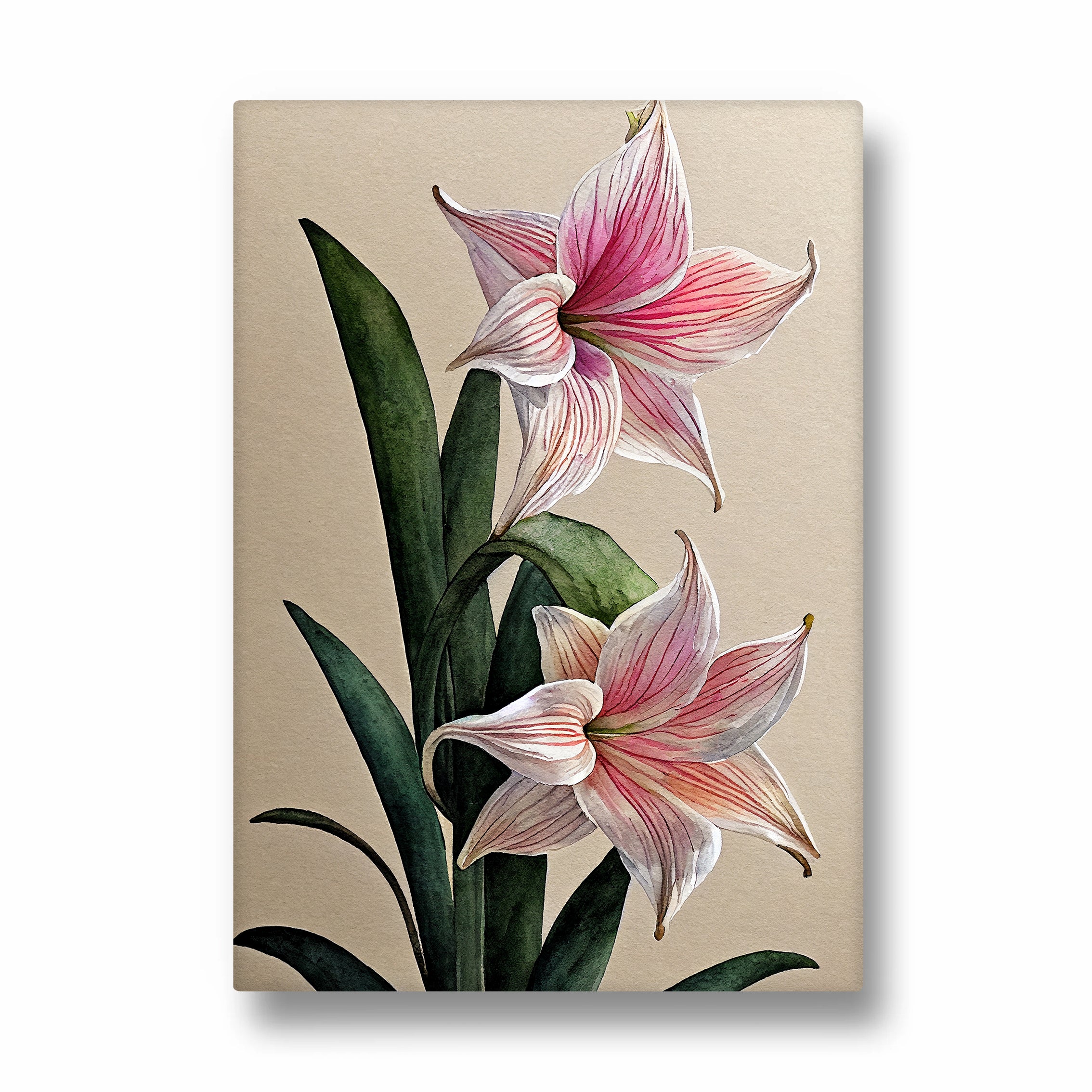 Blush Amaryllis Bloom - Botanical Wall Art