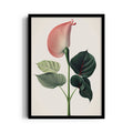 Blush Anthurium Grace - Botanical Wall Art