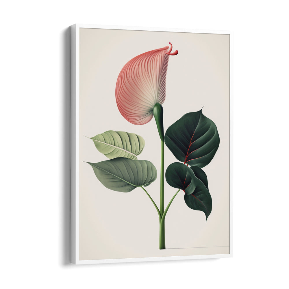 Blush Anthurium Grace - Botanical Wall Art