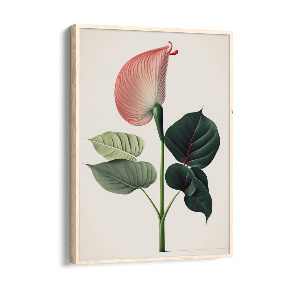 Blush Anthurium Grace - Botanical Wall Art
