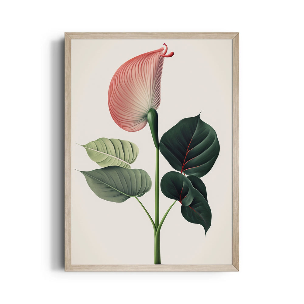 Blush Anthurium Grace - Botanical Wall Art