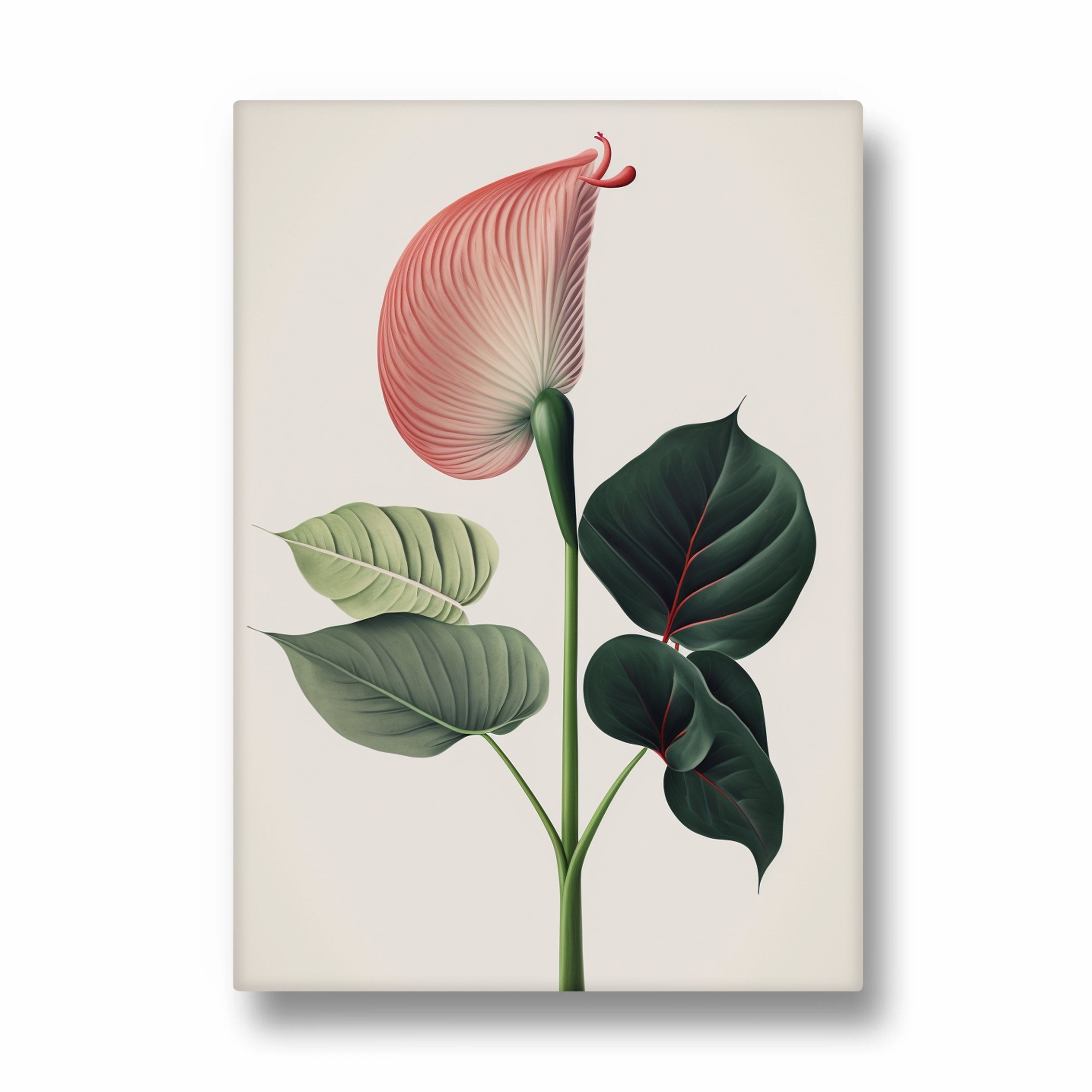 Blush Anthurium Grace - Botanical Wall Art