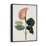 Blush Anthurium Grace - Botanical Wall Art