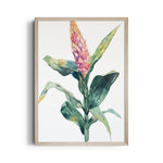 Blush Ginger Bloom - Botanical Wall Art