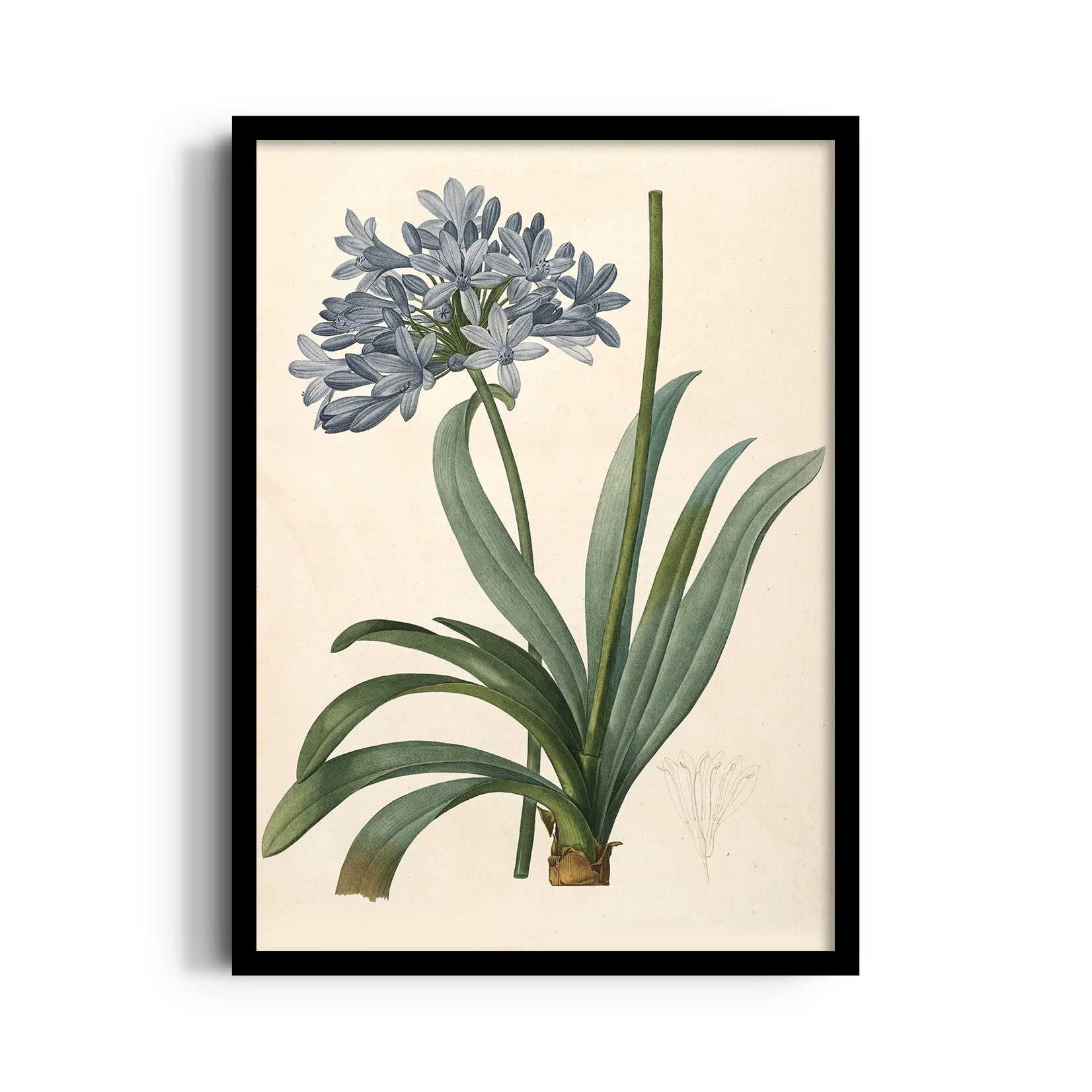 Celestial Blue Lily - Botanical Wall Art