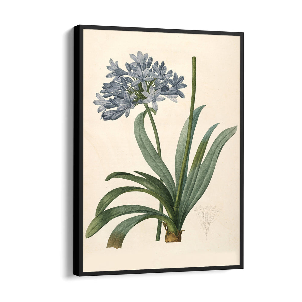 Celestial Blue Lily - Botanical Wall Art