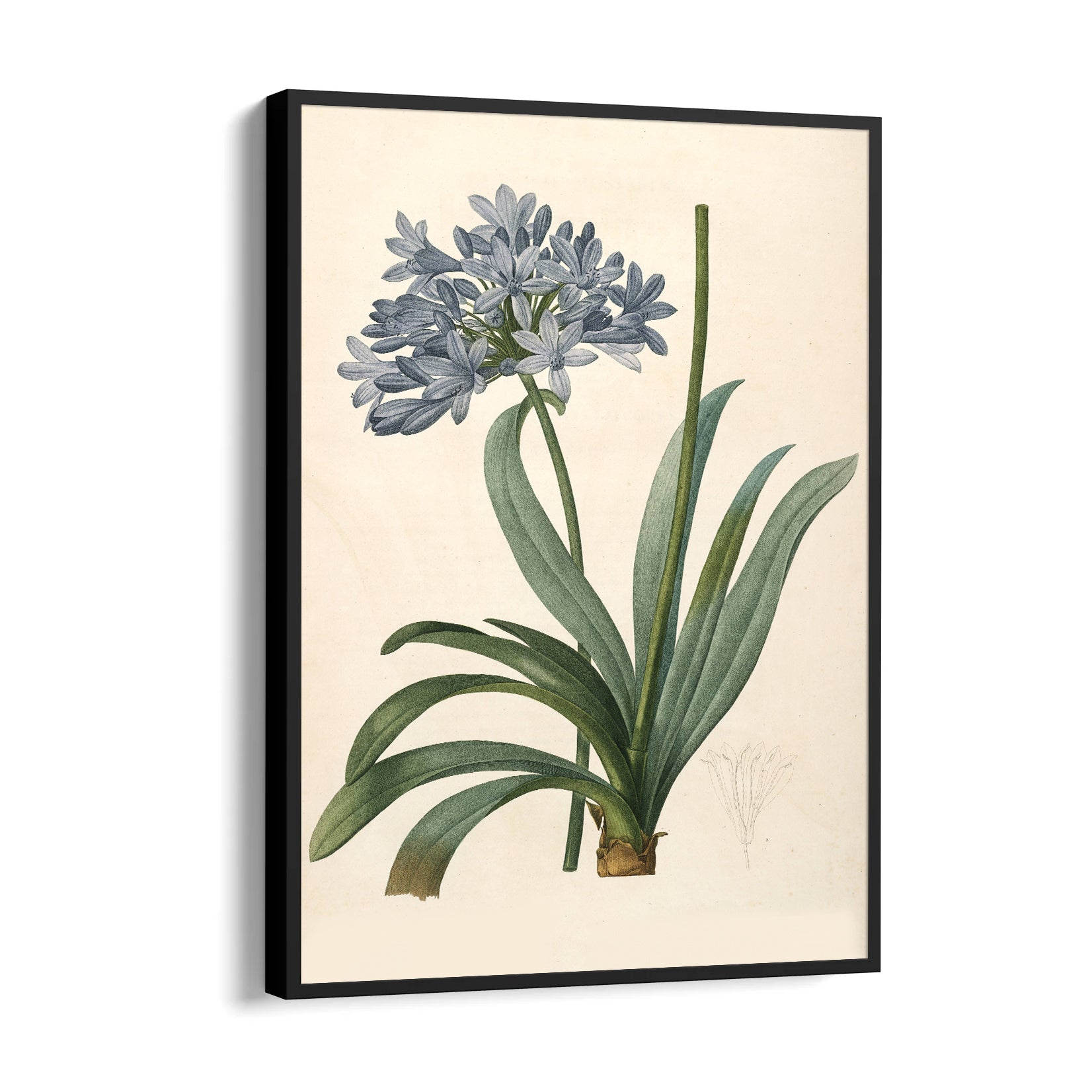 Celestial Blue Lily - Botanical Wall Art