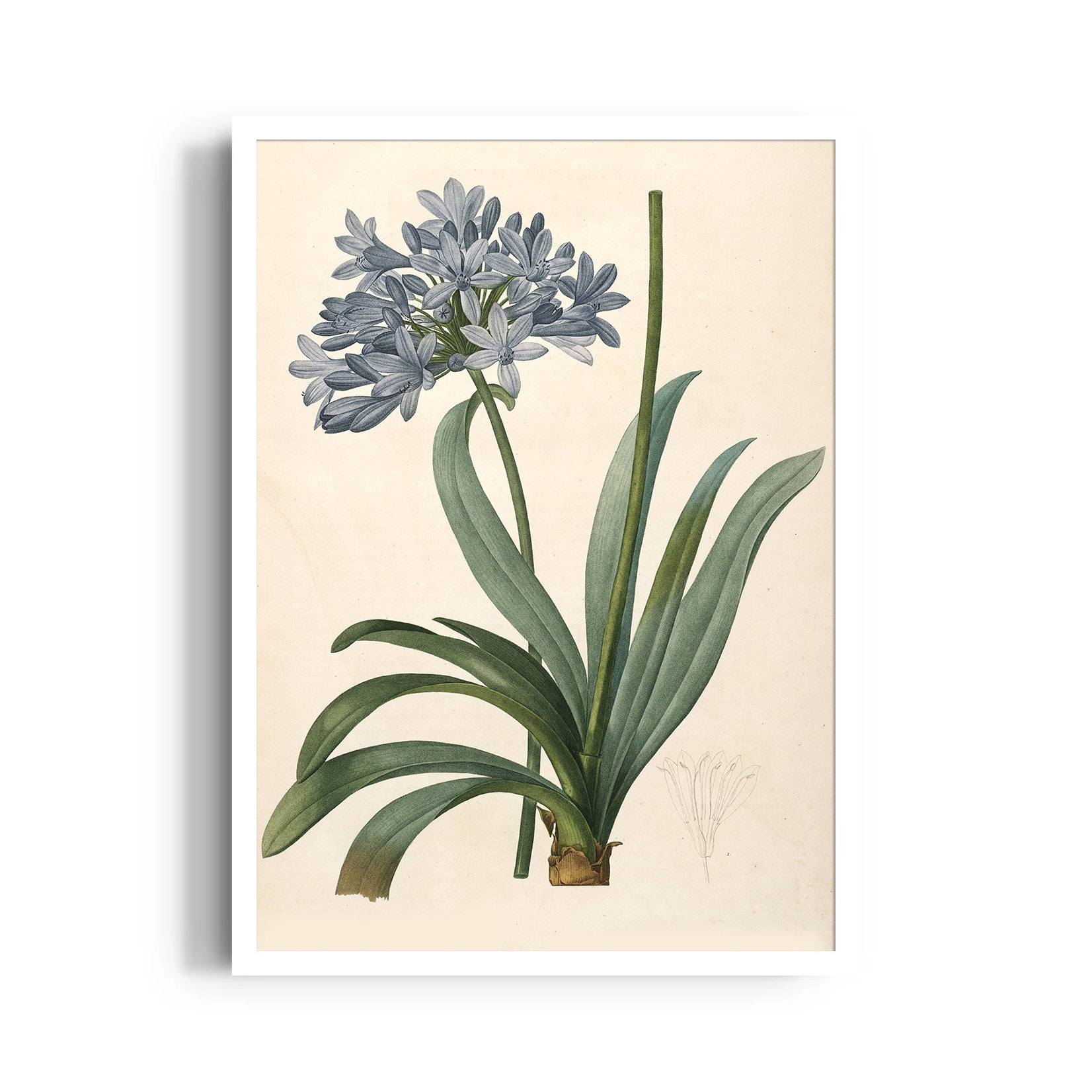 Celestial Blue Lily - Botanical Wall Art