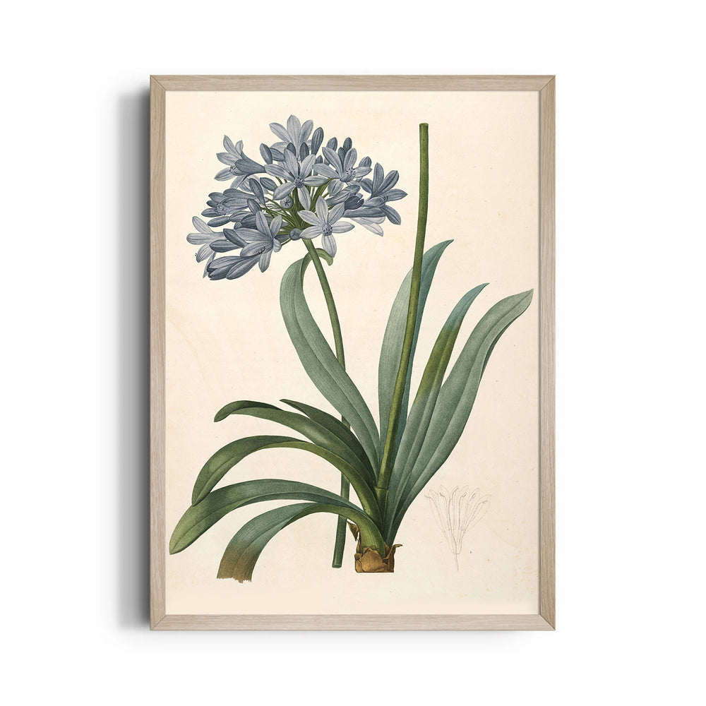 Celestial Blue Lily - Botanical Wall Art