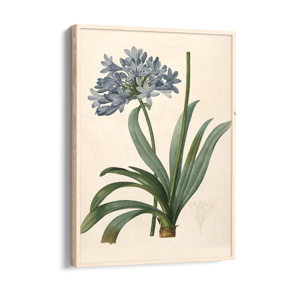 Celestial Blue Lily - Botanical Wall Art