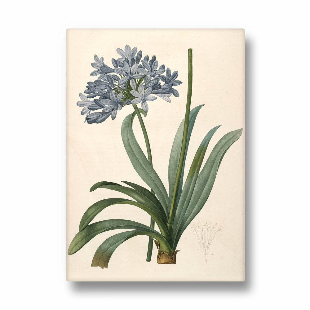 Celestial Blue Lily - Botanical Wall Art