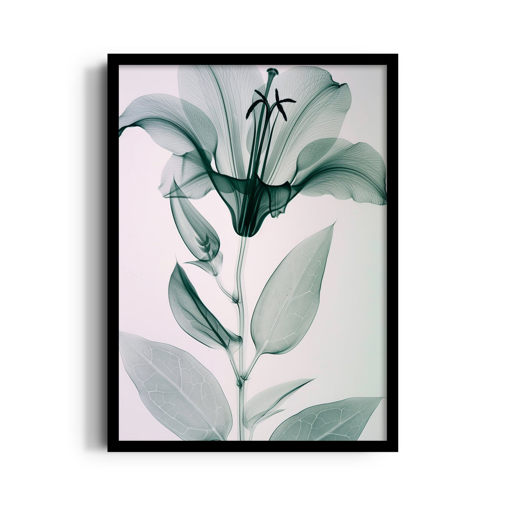 Ethereal Glass Lily - Botanical Wall Art - Pillow Fights
