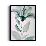 Ethereal Glass Lily - Botanical Wall Art - Pillow Fights