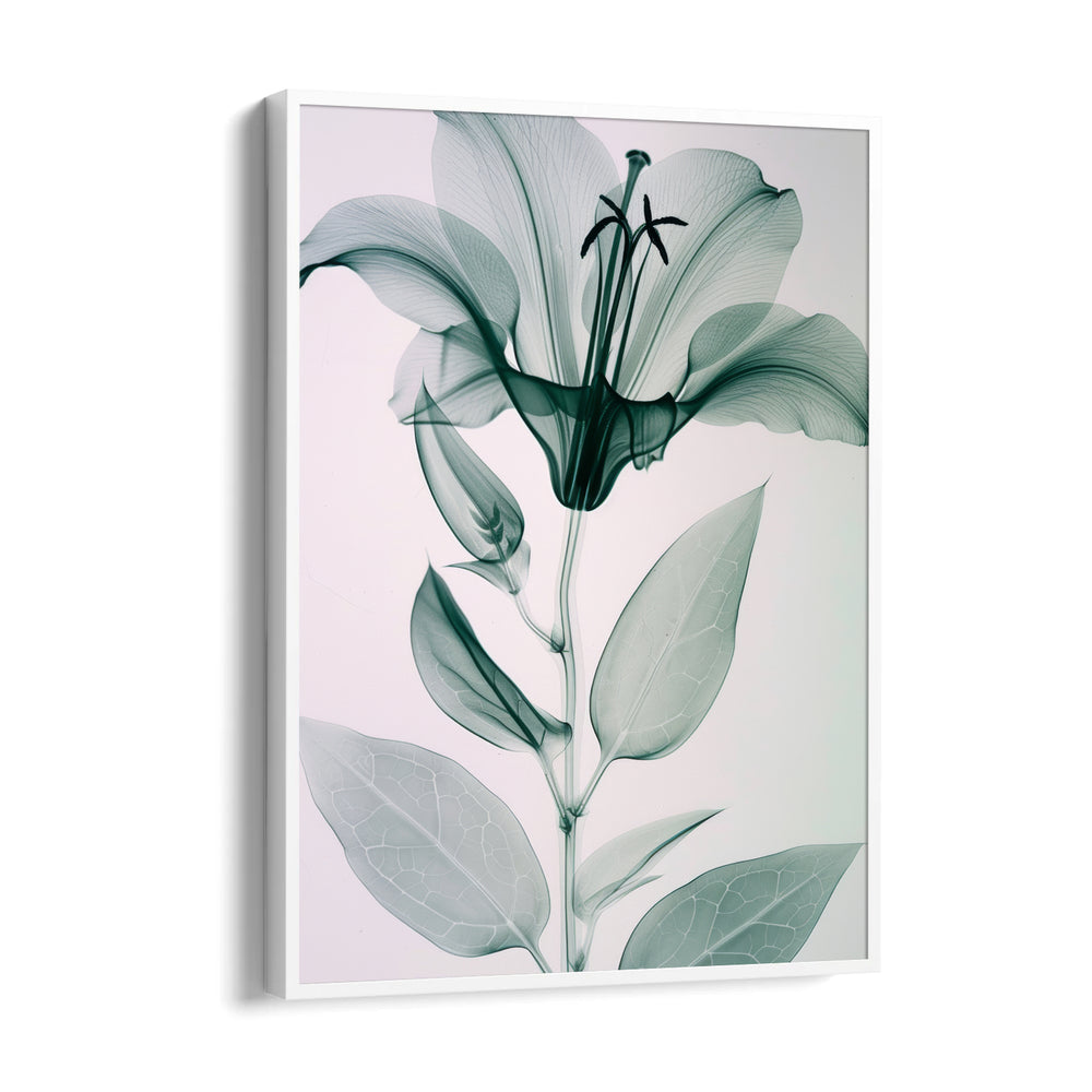 Ethereal Glass Lily - Botanical Wall Art - Pillow Fights