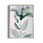 Ethereal Glass Lily - Botanical Wall Art - Pillow Fights