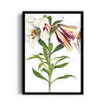 Ivory Tiger Lily - Botanical Wall Art