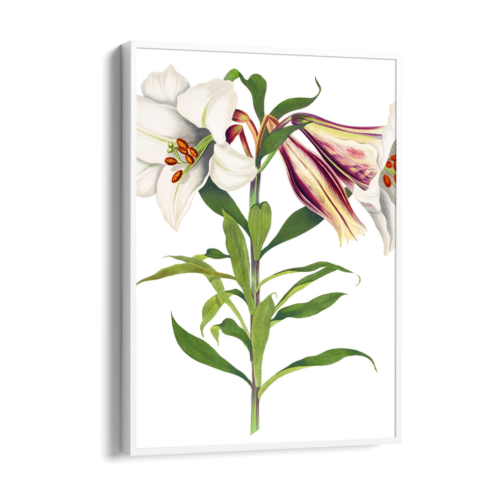 Ivory Tiger Lily - Botanical Wall Art - Pillow Fights