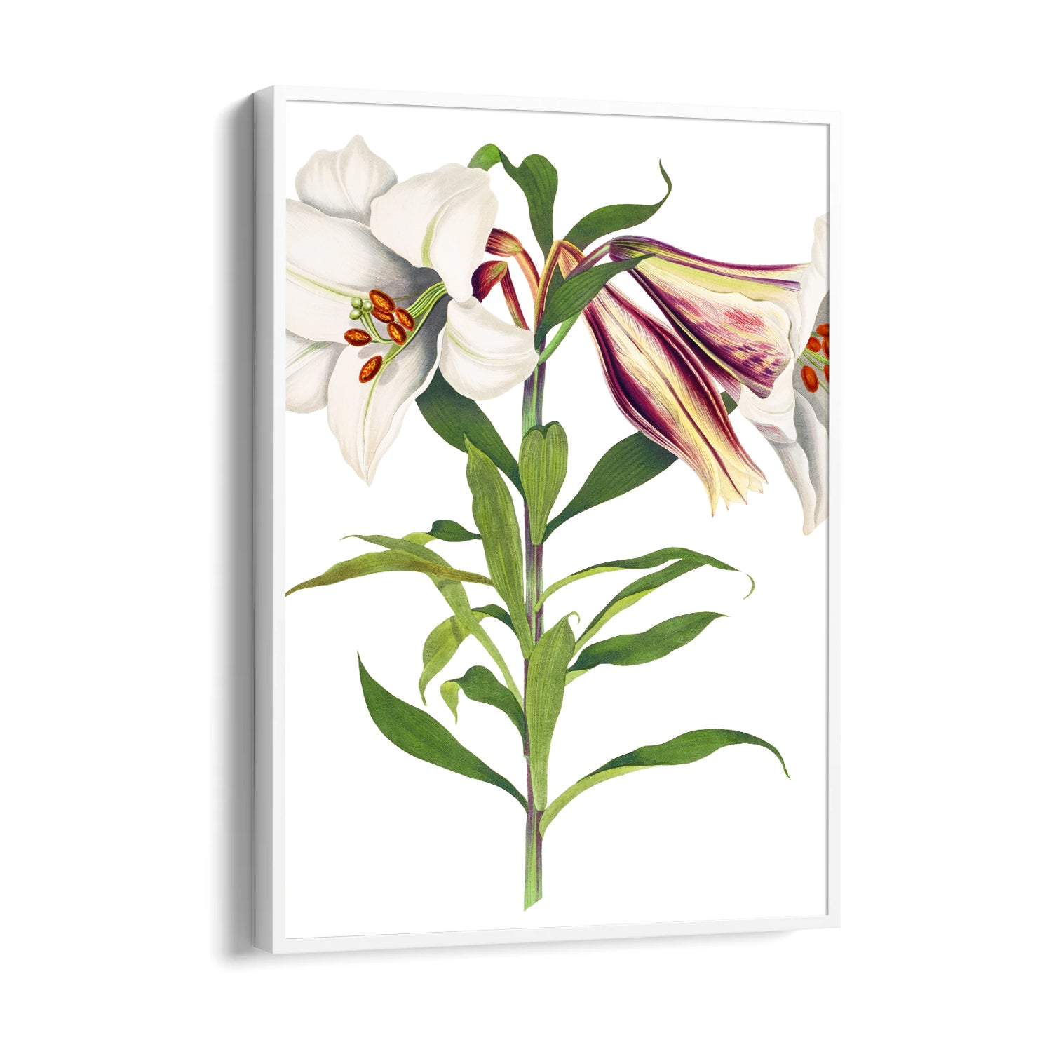 Ivory Tiger Lily - Botanical Wall Art