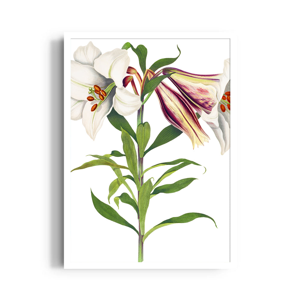 Ivory Tiger Lily - Botanical Wall Art - Pillow Fights