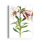 Ivory Tiger Lily - Botanical Wall Art - Pillow Fights