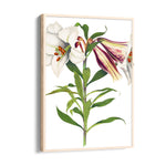 Ivory Tiger Lily - Botanical Wall Art - Pillow Fights