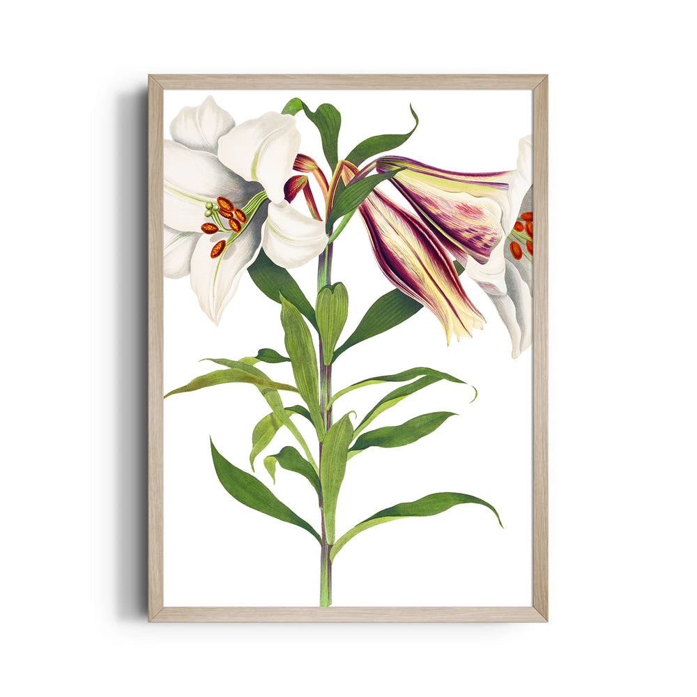 Ivory Tiger Lily - Botanical Wall Art - Pillow Fights