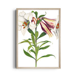 Ivory Tiger Lily - Botanical Wall Art - Pillow Fights