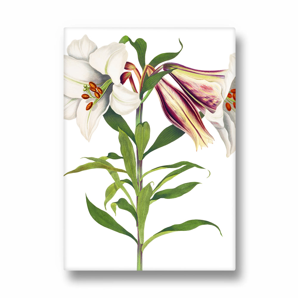 Ivory Tiger Lily - Botanical Wall Art - Pillow Fights