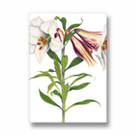 Ivory Tiger Lily - Botanical Wall Art - Pillow Fights
