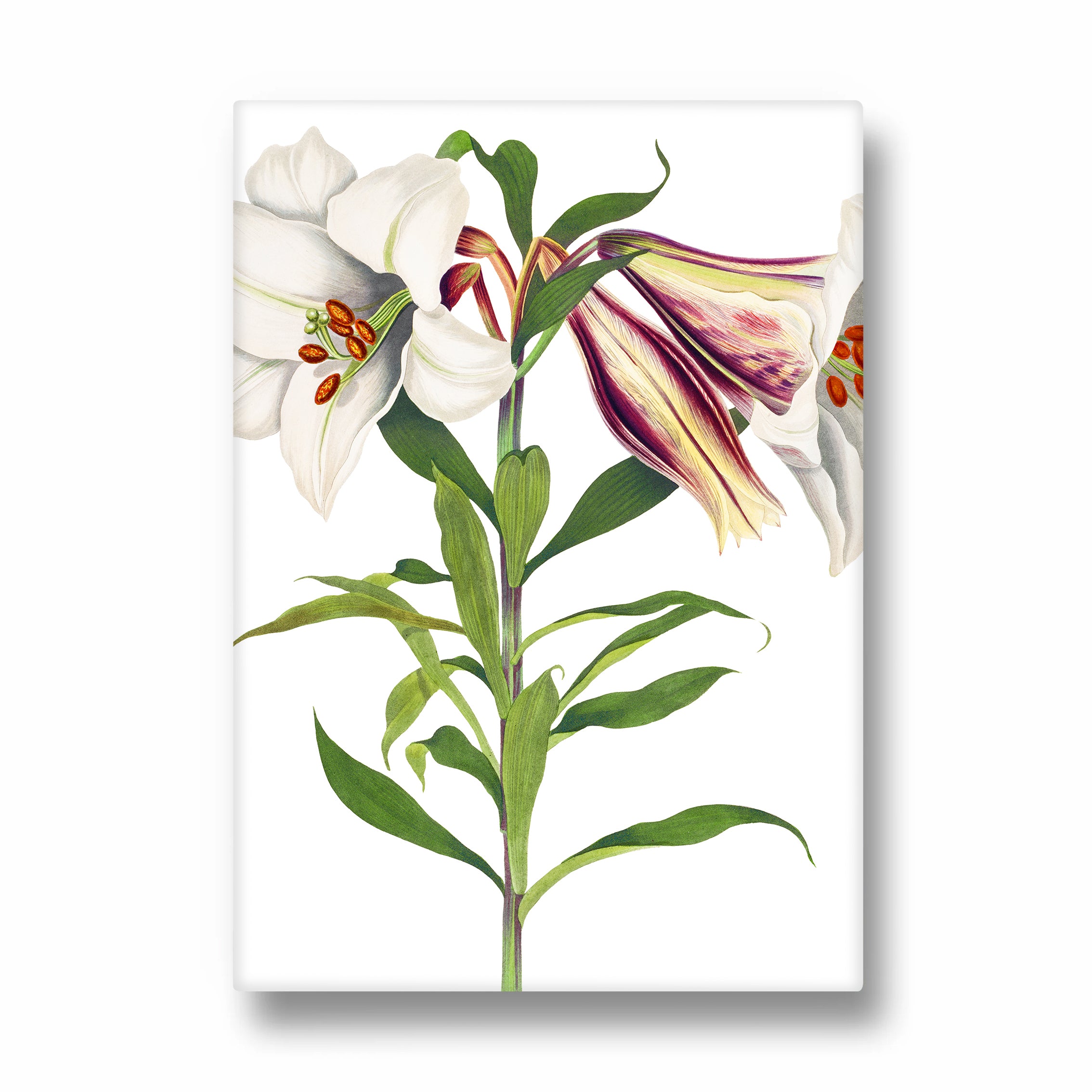 Ivory Tiger Lily - Botanical Wall Art