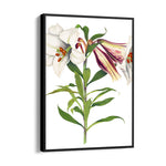 Ivory Tiger Lily - Botanical Wall Art - Pillow Fights