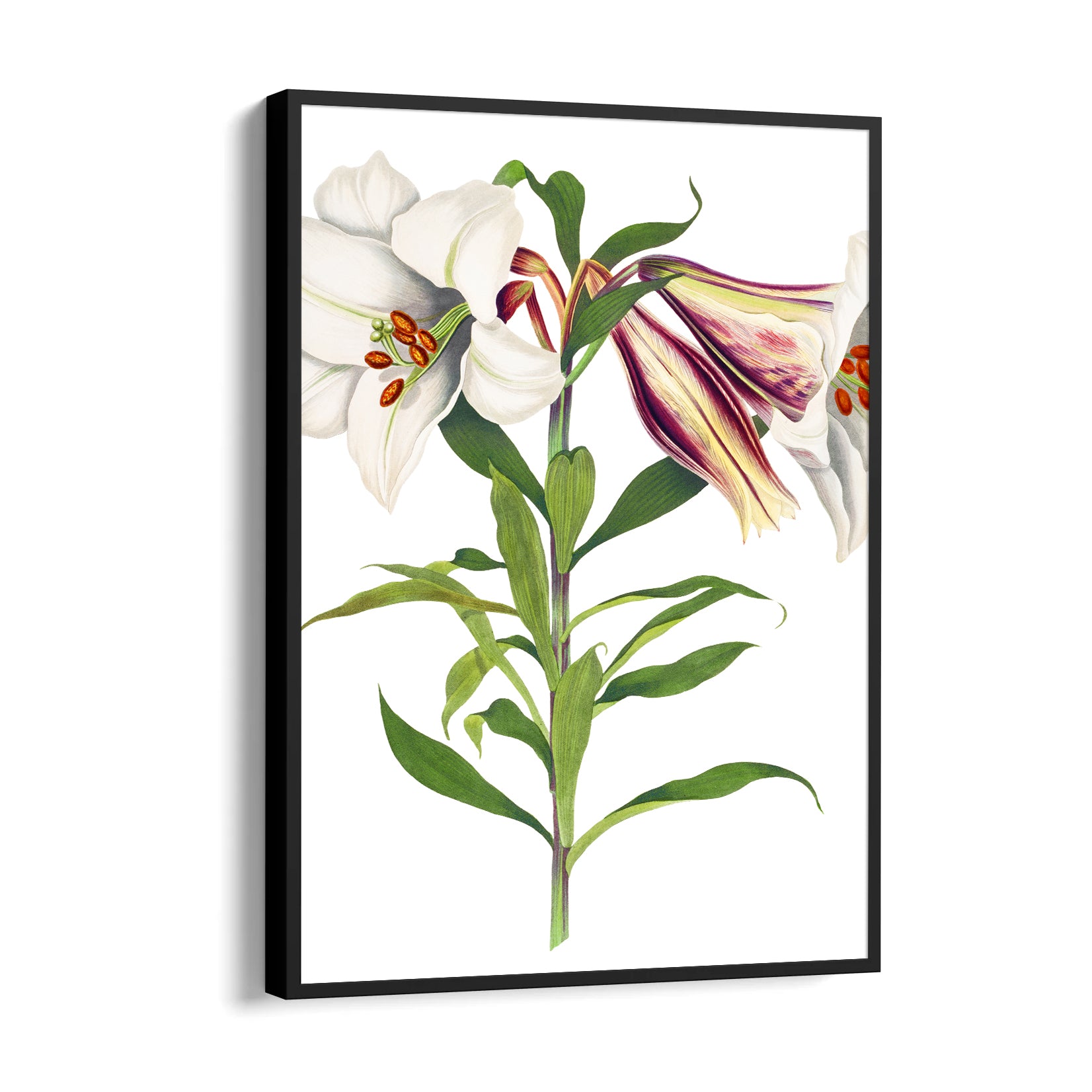 Ivory Tiger Lily - Botanical Wall Art