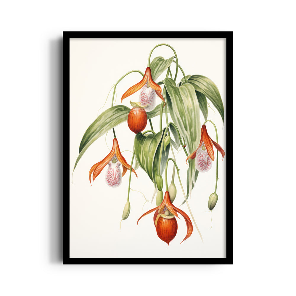 Lady Slipper Orchid - Botanical Wall Art