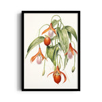 Lady Slipper Orchid - Botanical Wall Art