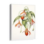 Lady Slipper Orchid - Botanical Wall Art