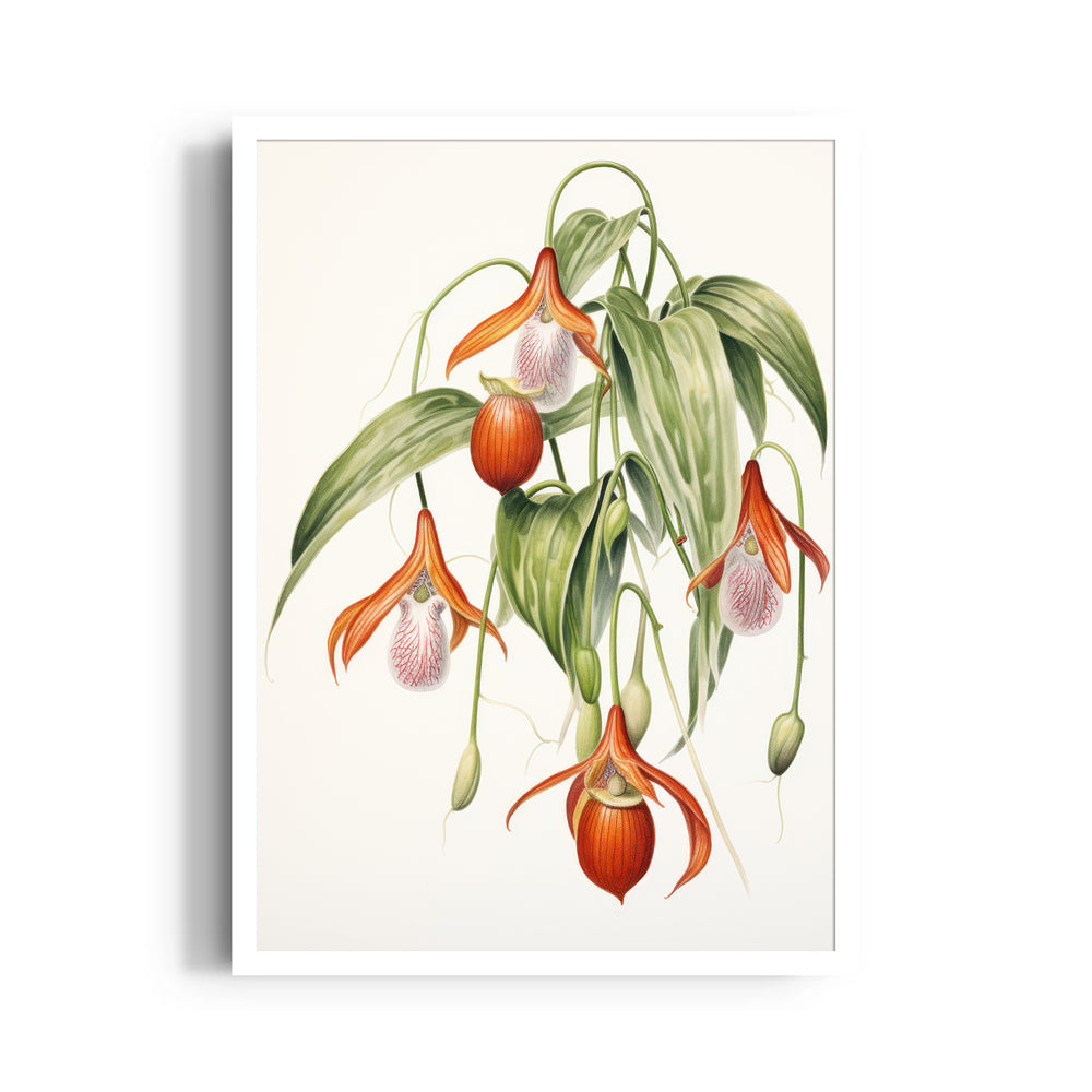 Lady Slipper Orchid - Botanical Wall Art