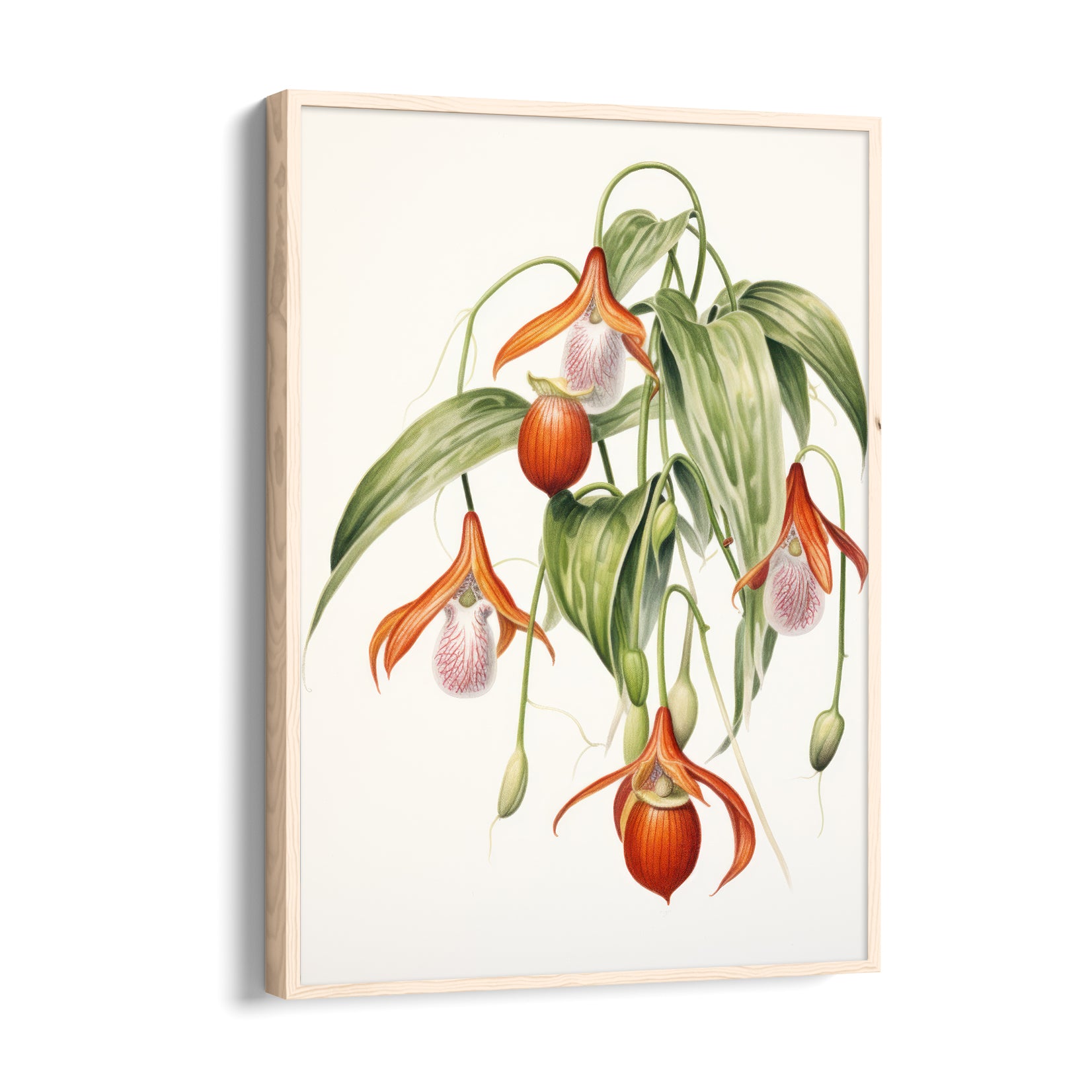 Lady Slipper Orchid - Botanical Wall Art