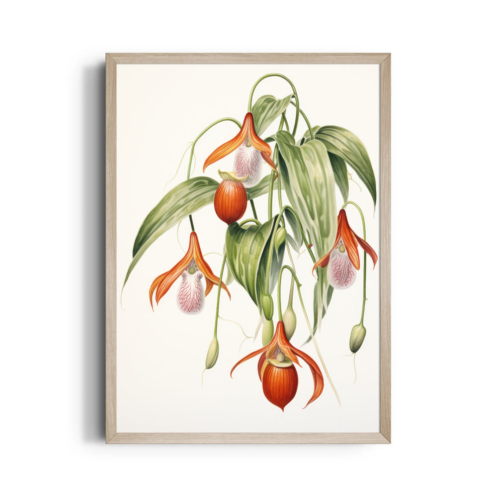 Lady Slipper Orchid - Botanical Wall Art