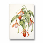 Lady Slipper Orchid - Botanical Wall Art