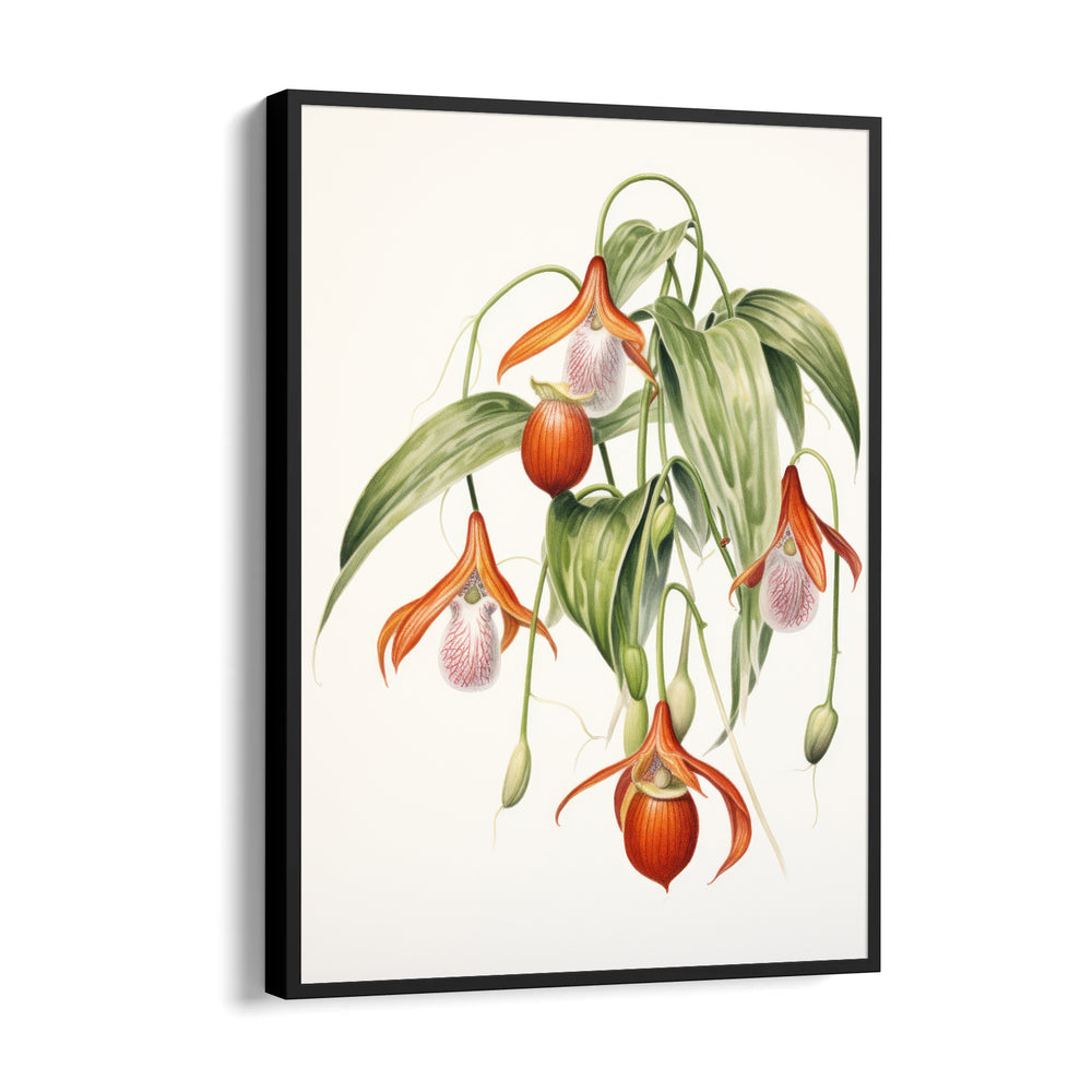 Lady Slipper Orchid - Botanical Wall Art